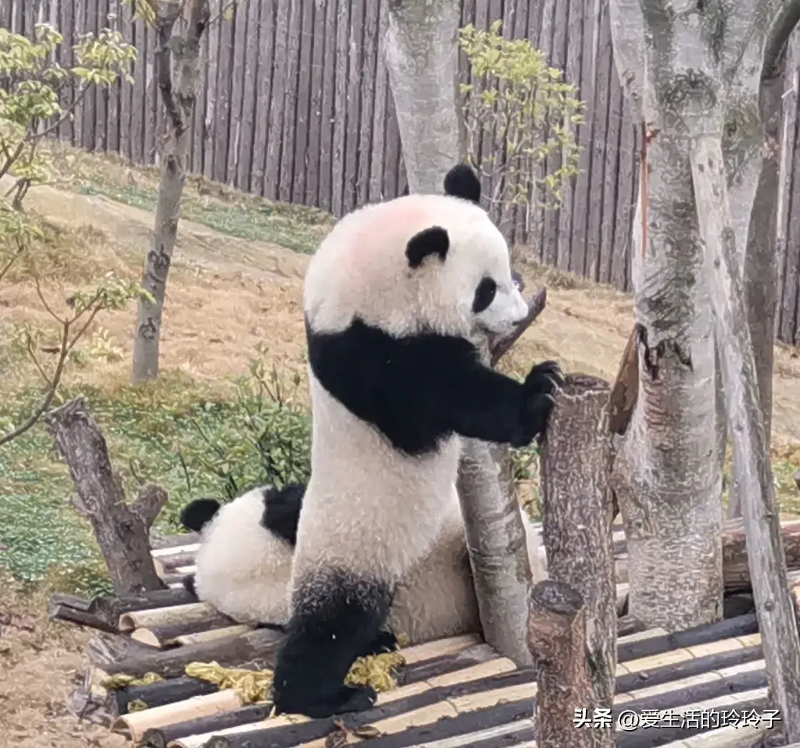 成都旅游景点大全排名(成都十大必去景点)