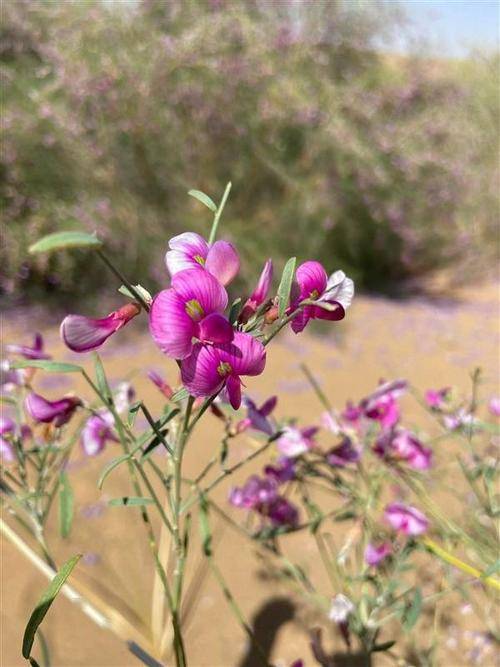 花棒是什么意思(花棒是一种什么样的植物)