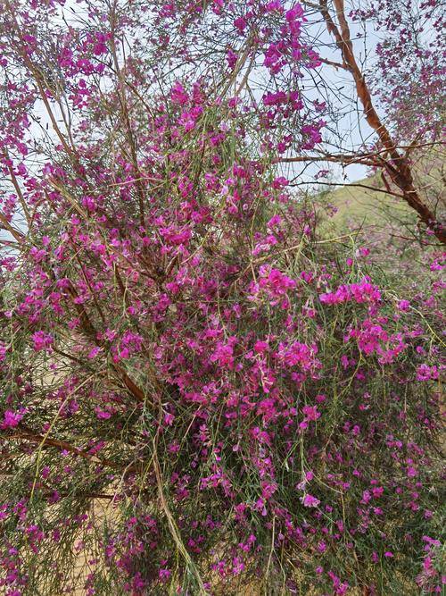 花棒是什么意思(花棒是一种什么样的植物)