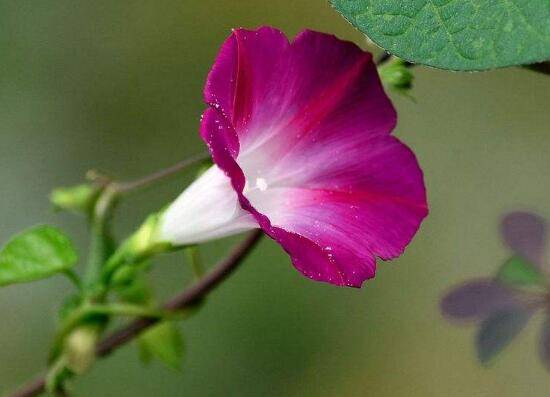 牵牛花的种植方法(牵牛花怎么养)