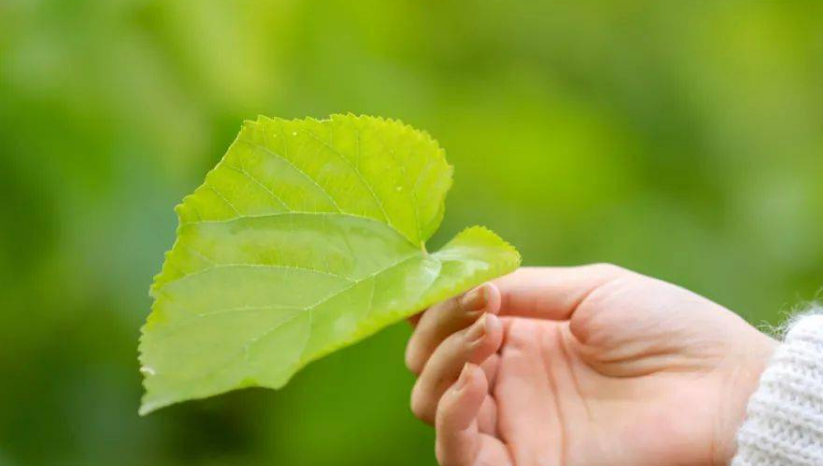 桑树叶泡水喝的功效(桑叶茶简单自制方法)