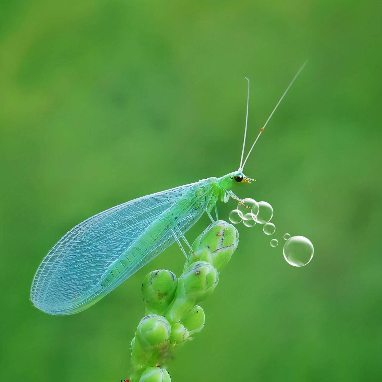 昆虫类有哪些动物(盘点对人类有益的10种昆虫)