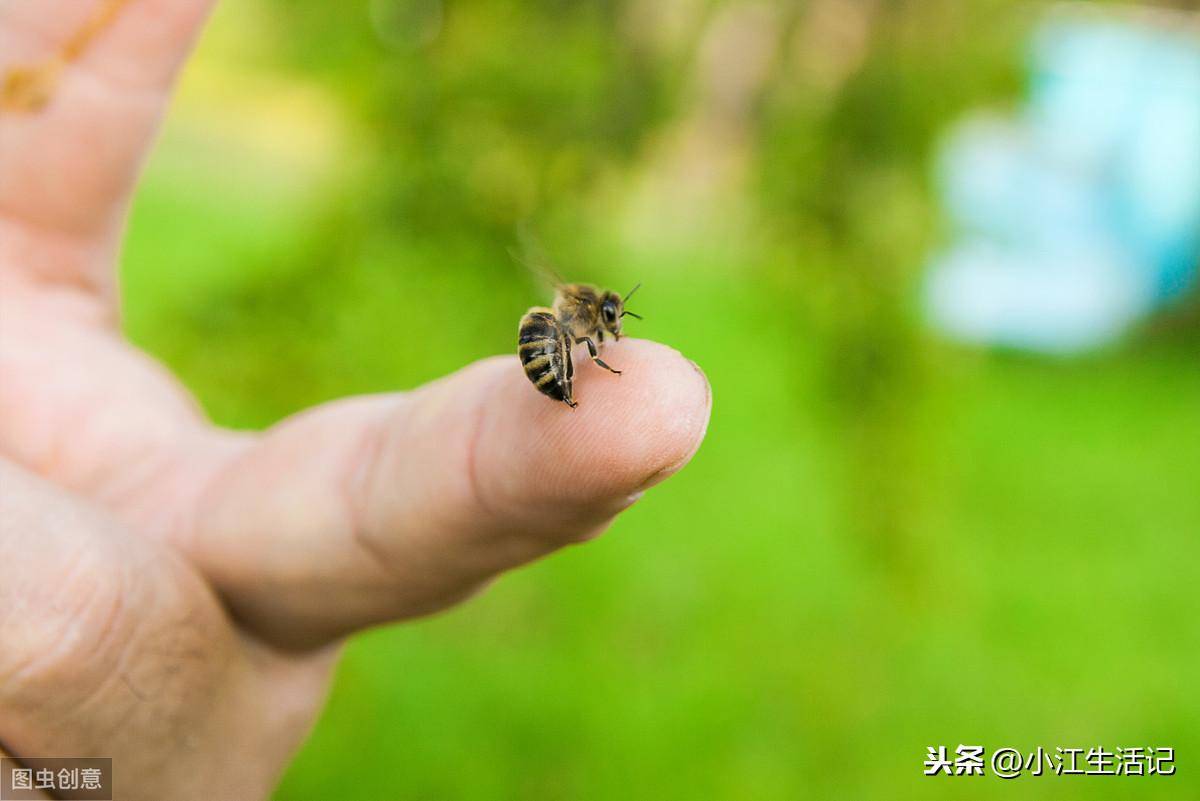 被蜜蜂蛰了怎么办(蜜蜂蜇了怎么消肿止痛快)