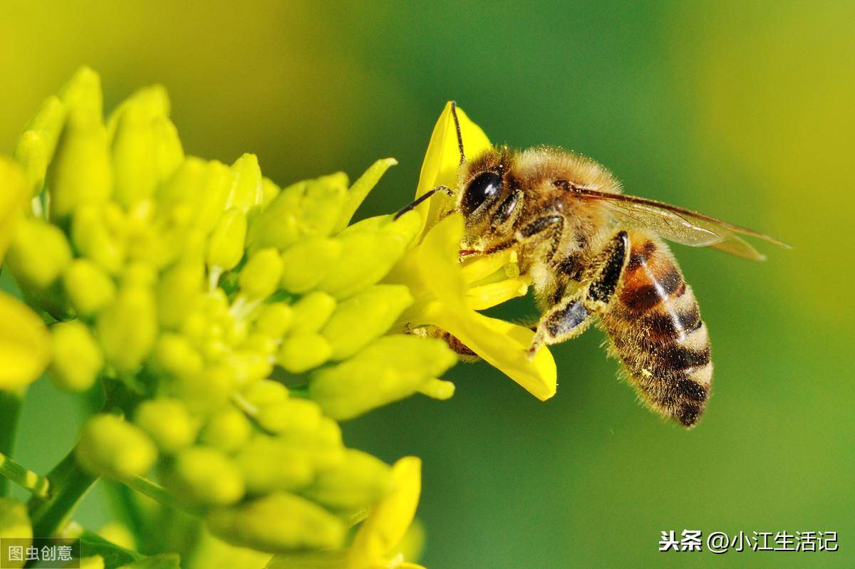 被蜜蜂蛰了怎么办(蜜蜂蜇了怎么消肿止痛快)