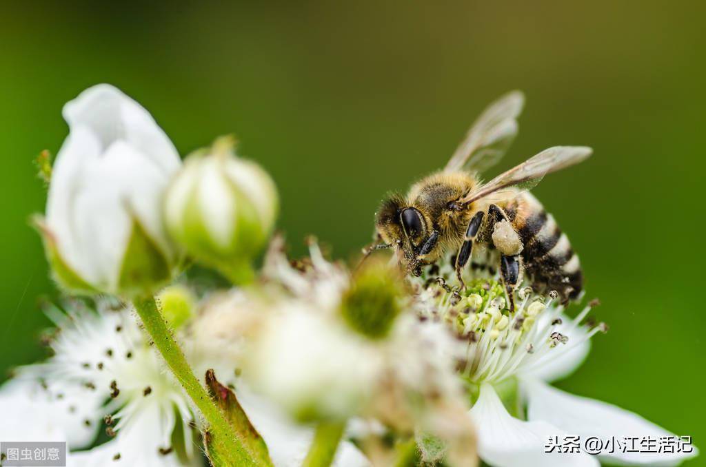 被蜜蜂蛰了怎么办(蜜蜂蜇了怎么消肿止痛快)