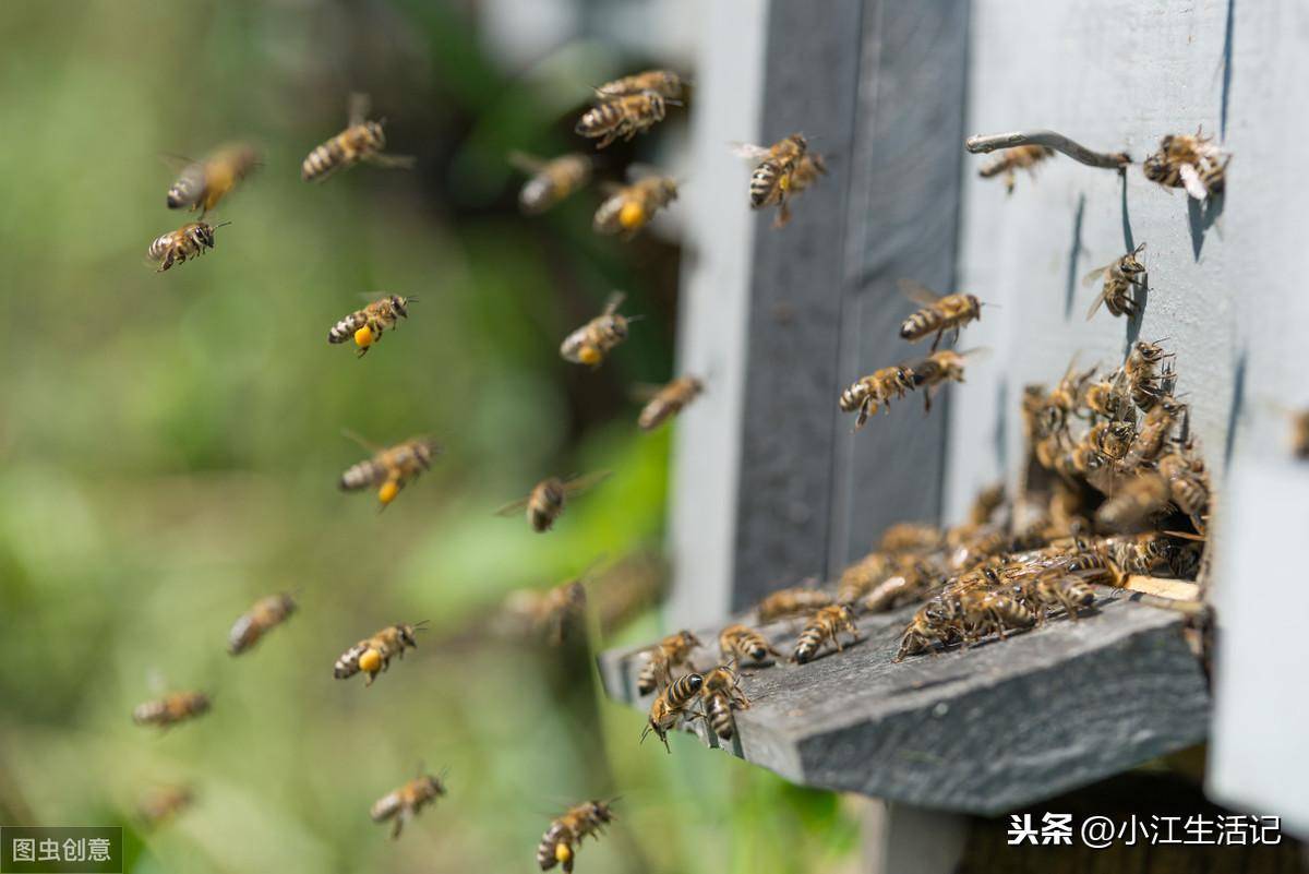 被蜜蜂蛰了怎么办(蜜蜂蜇了怎么消肿止痛快)