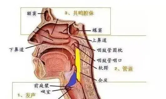 关闭唱法发声点在哪(如何用关闭唱法来唱高音)