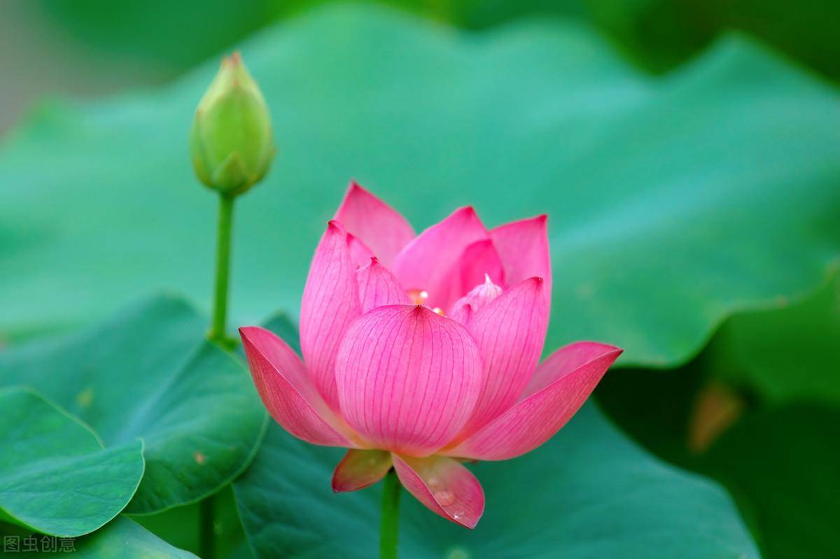 荷花什么时候才开花(如何让荷花开得更鲜艳)