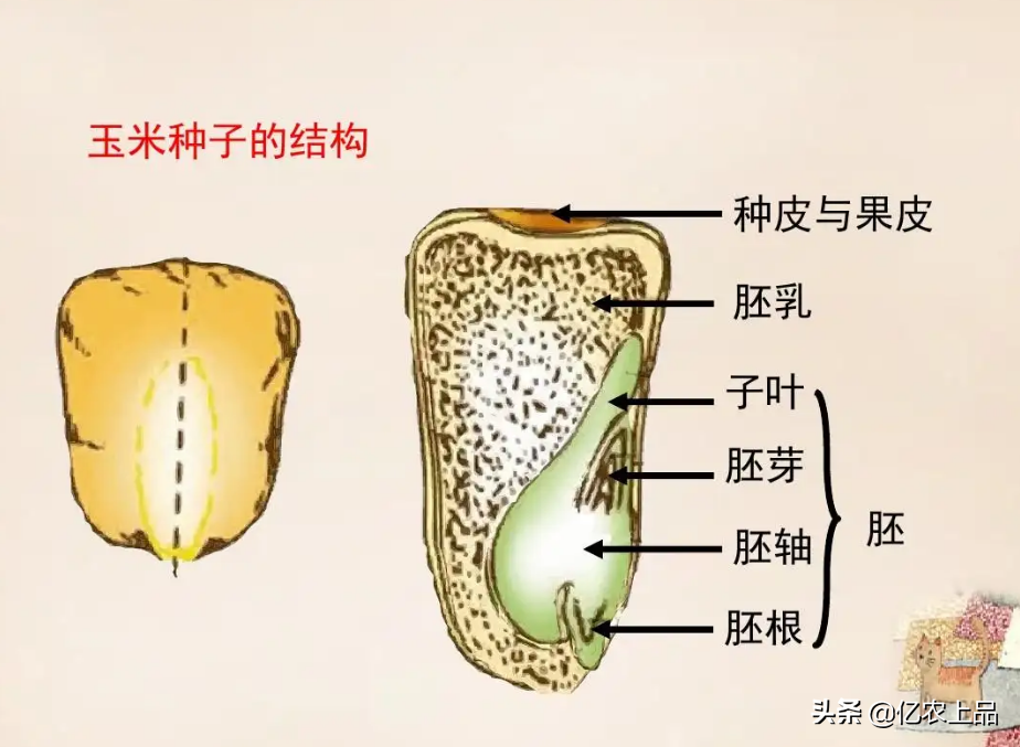 玉米种子结构图讲解(玉米种子及其构造是什么样的)