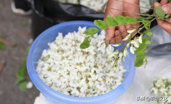 槐花几月开花(槐花长什么样子图片)