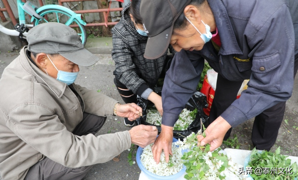 槐花几月开花(槐花长什么样子图片)