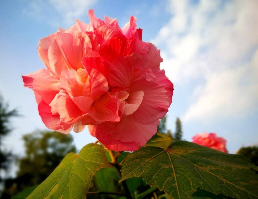 芙蓉花的功效与作用(芙蓉花叶子黄了怎么办)