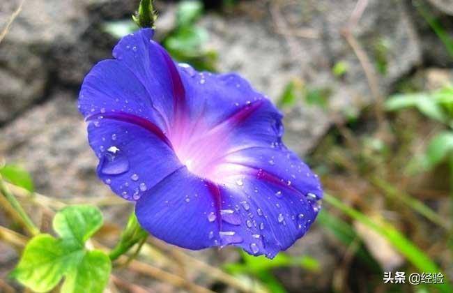 牵牛花什么时候开花(牵牛花的花语是什么)