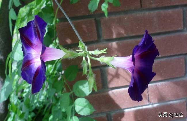 牵牛花什么时候开花(牵牛花的花语是什么)