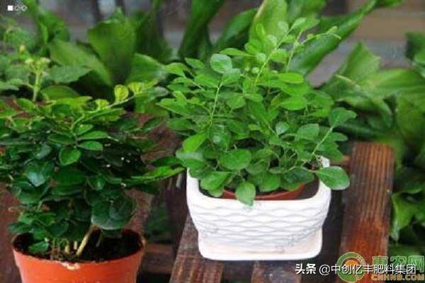 七里香植物养殖方法(七里香如何种植)