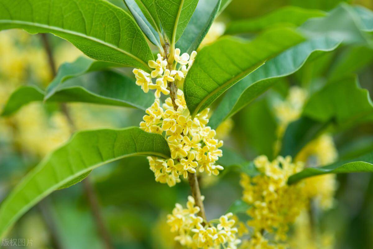 桂花树怎么养才能长得旺盛(桂花怎么才能养得好)