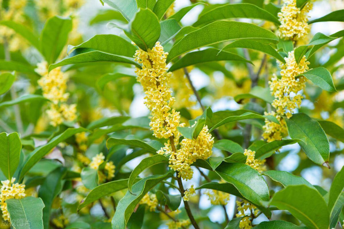 桂花树怎么养才能长得旺盛(桂花怎么才能养得好)